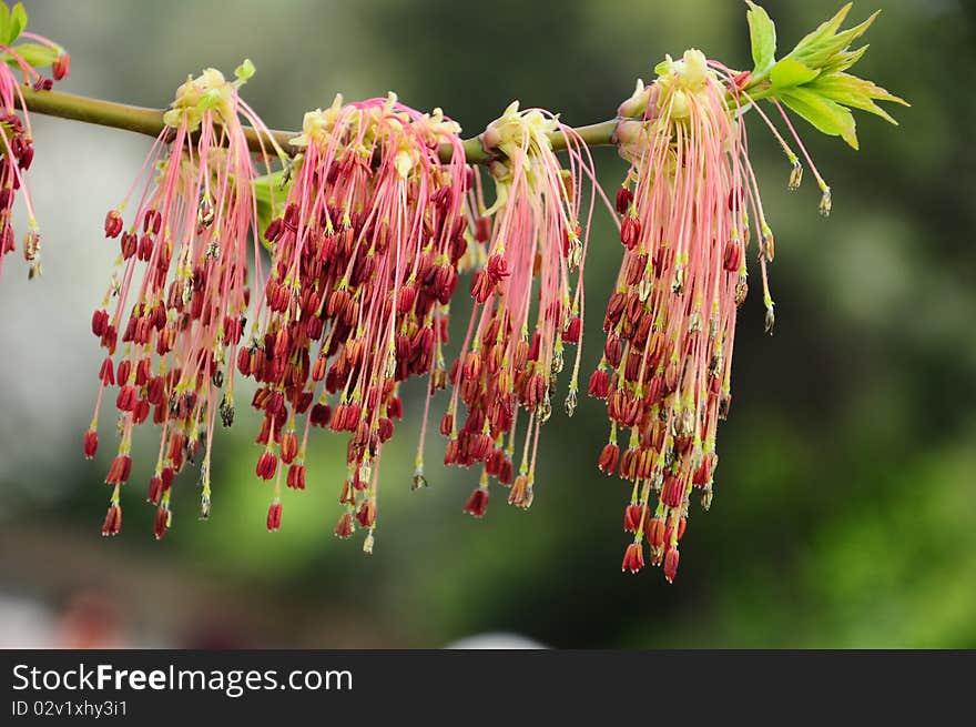 Close up of flowers on branch of tree. Close up of flowers on branch of tree