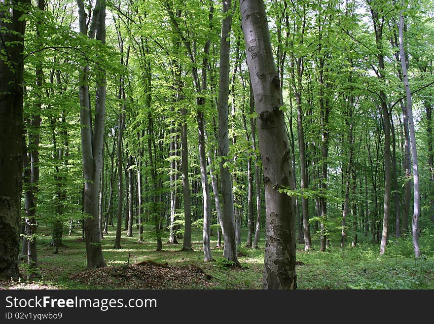 Spring Forest