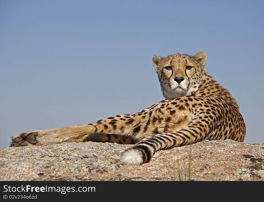 A cheetah lieing in the sun on a rock looking to the camera. A cheetah lieing in the sun on a rock looking to the camera