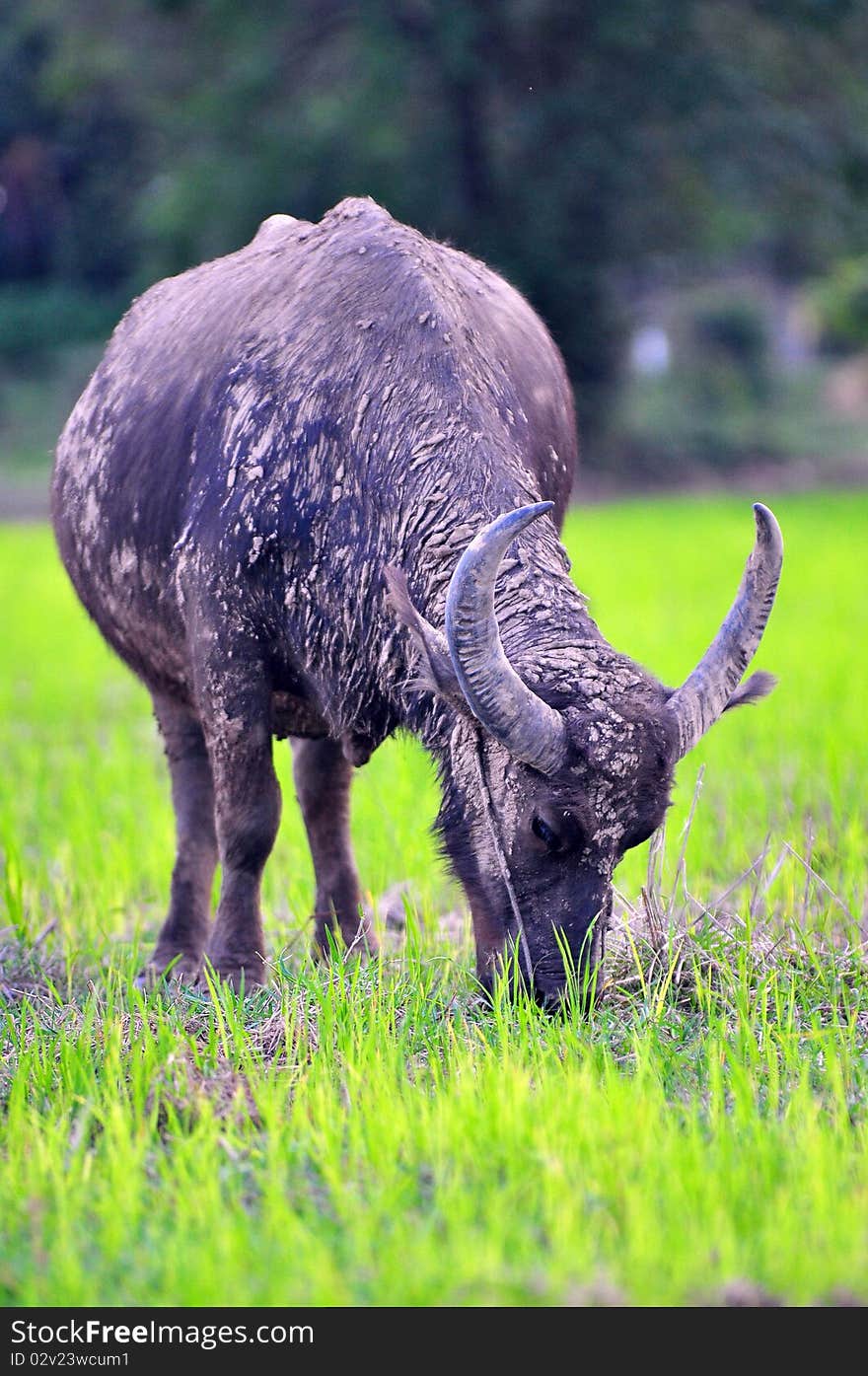 Resting Buffalo at next to Rice Field