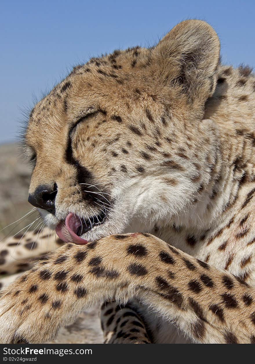 The head of a cheetah that is cleaning itself. The head of a cheetah that is cleaning itself