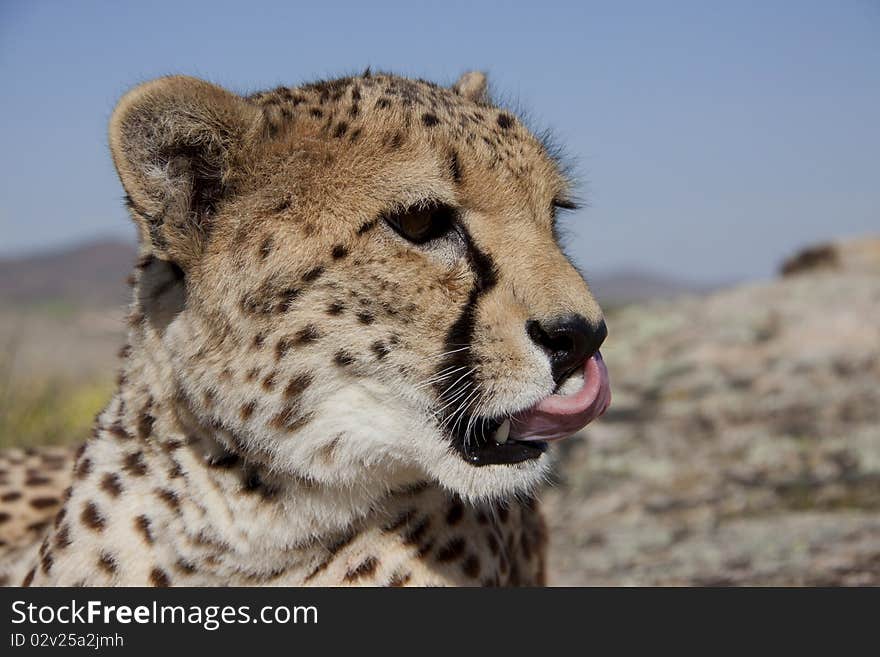 Head of a cheetah