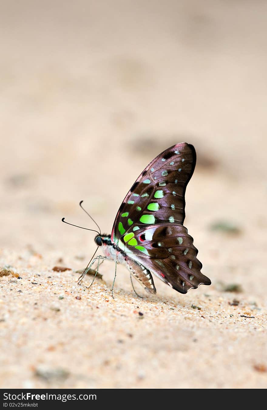 Butterfly eat soil