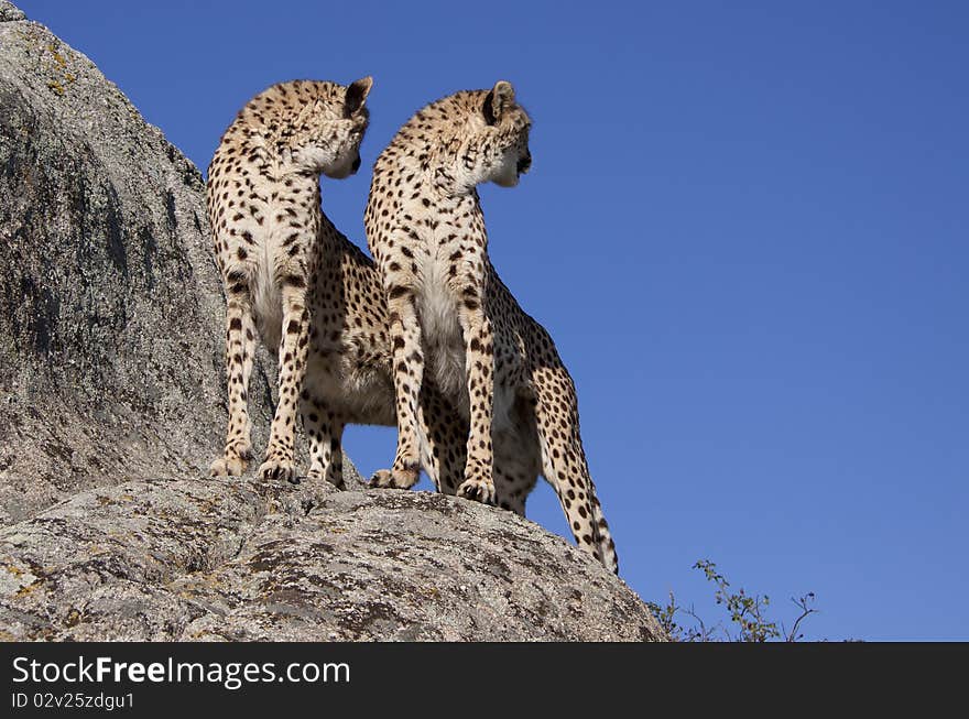 Two cheetahs standing on a rock. Two cheetahs standing on a rock