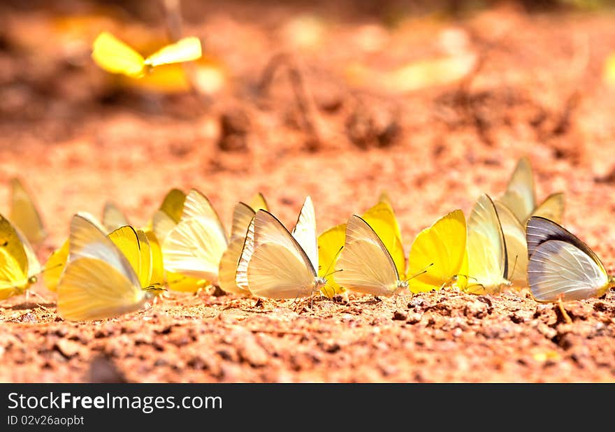 Butterfly eat soil