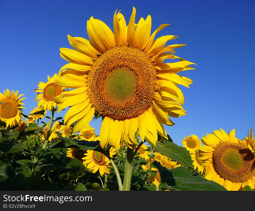 Sunflowers in the field.