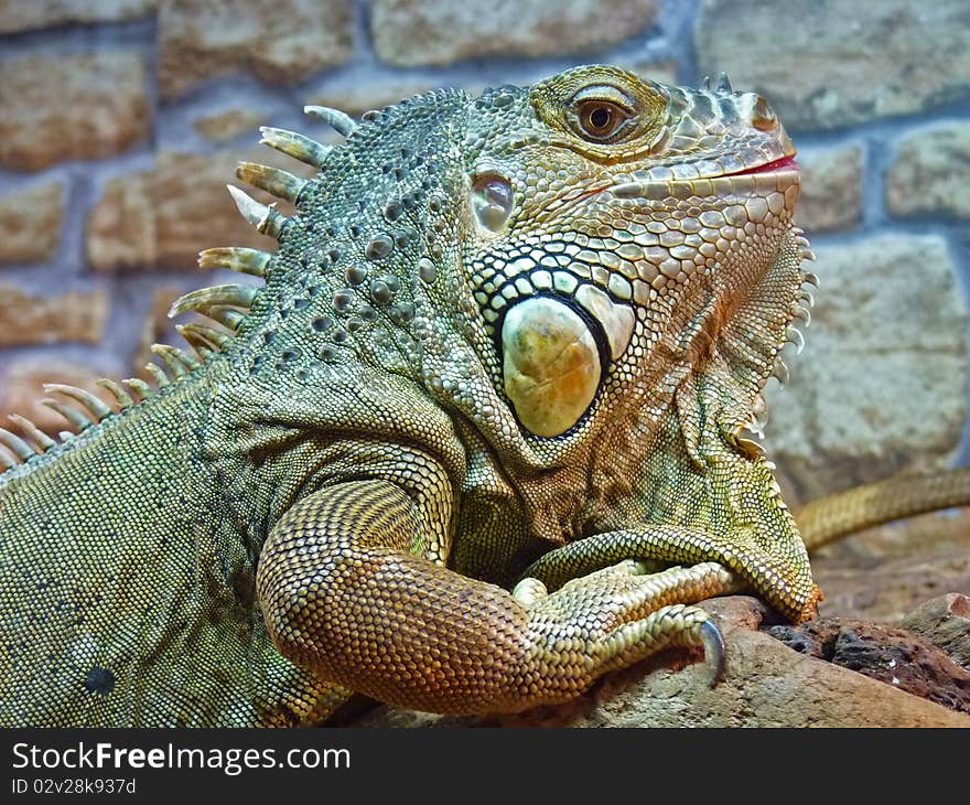 Lizard iguana impressive in its appearance. Lizard iguana impressive in its appearance.