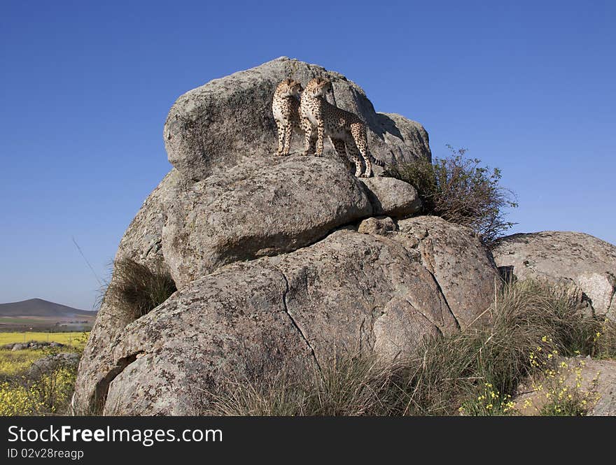 Two cheetahs looking into the same direction on a rock. Two cheetahs looking into the same direction on a rock