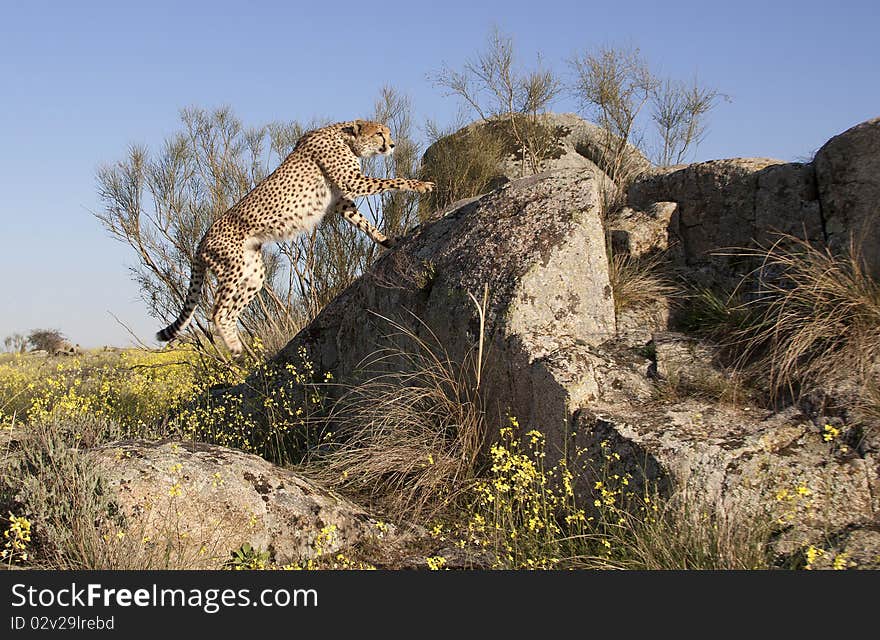 Jumping cheetah