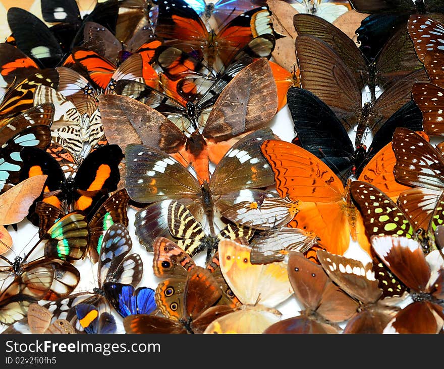 Big collection of tropical butterflies. Big collection of tropical butterflies