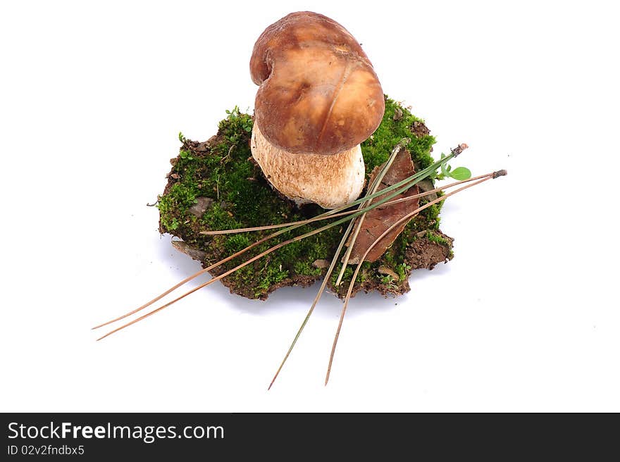 Fresh boletus mushroom with a part of moss