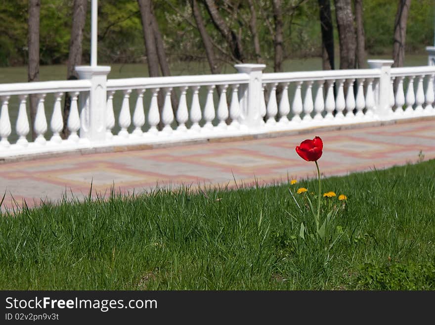 Tulip on the front