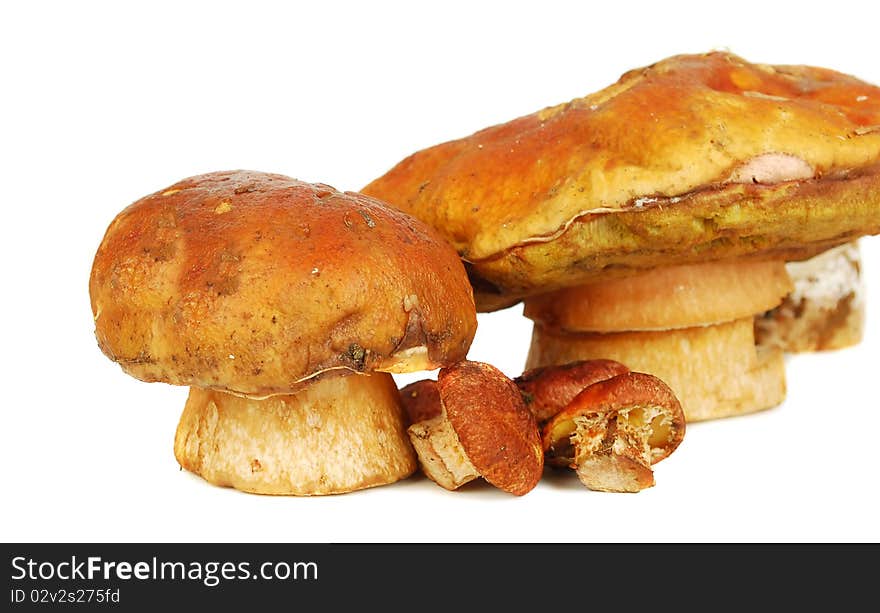 Fresh mushrooms  isolated on the white background. Fresh mushrooms  isolated on the white background.