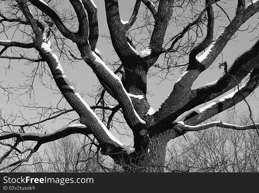 Winter wood.на trees snow, a tree old