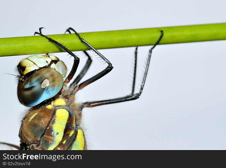 Aeshna mixta dragonfly on green stalk upon light background