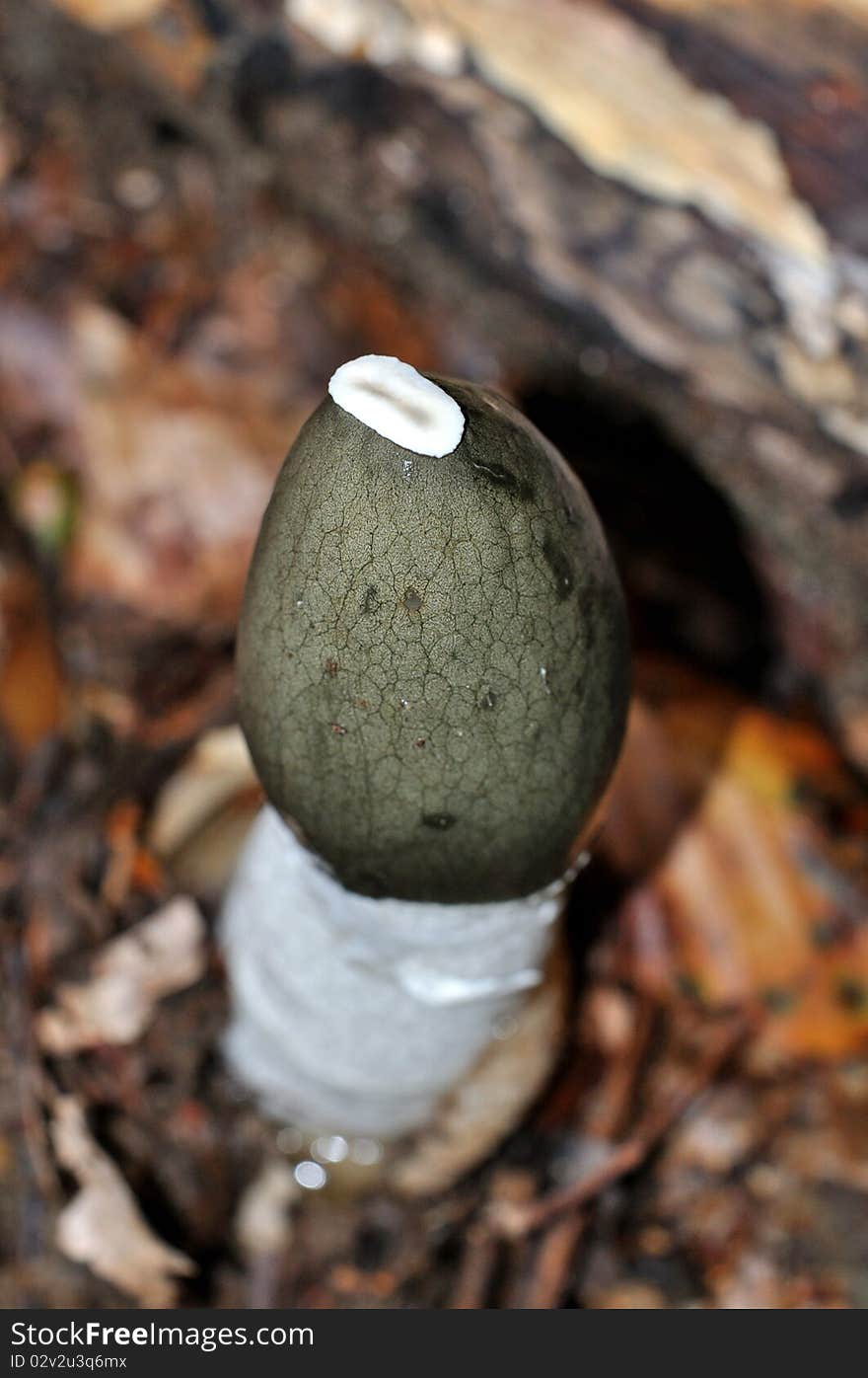 Common Stinkhorn (Phallus impudicus) mushroom macro shot top view