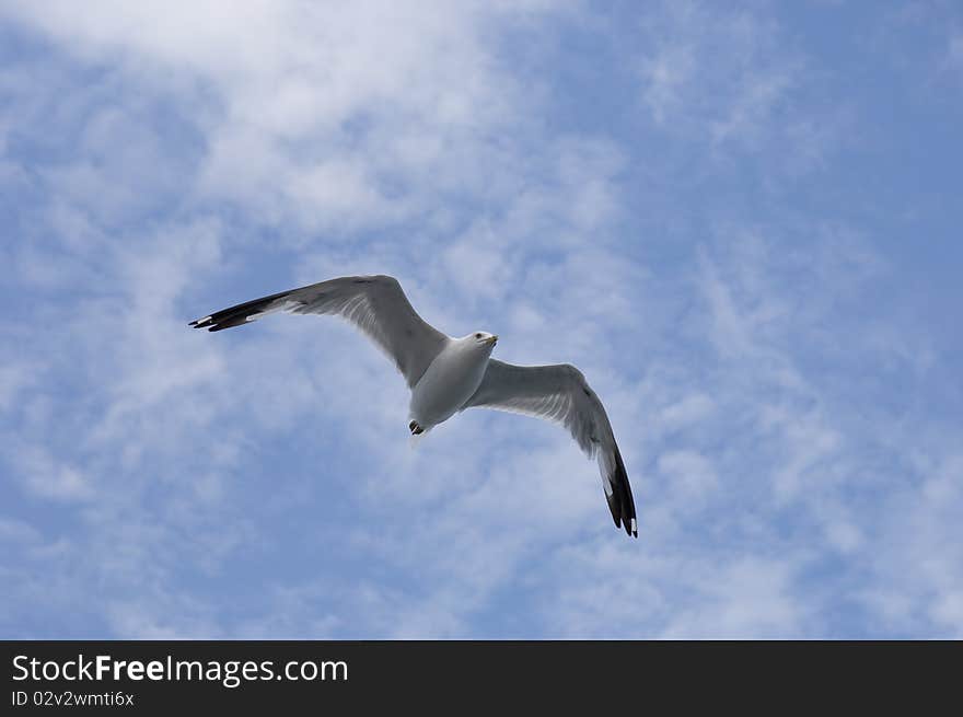 Seagull flying