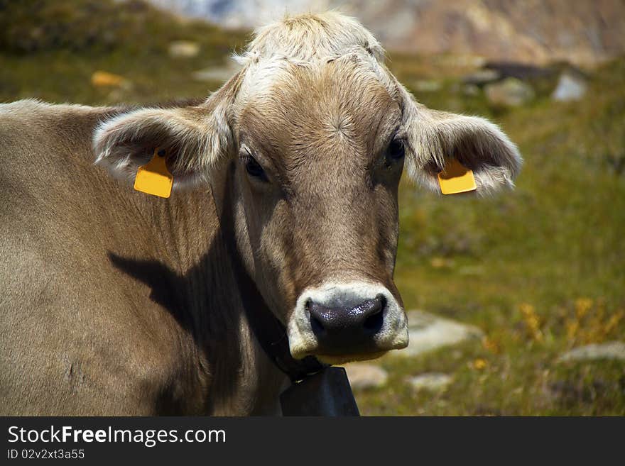 Cow