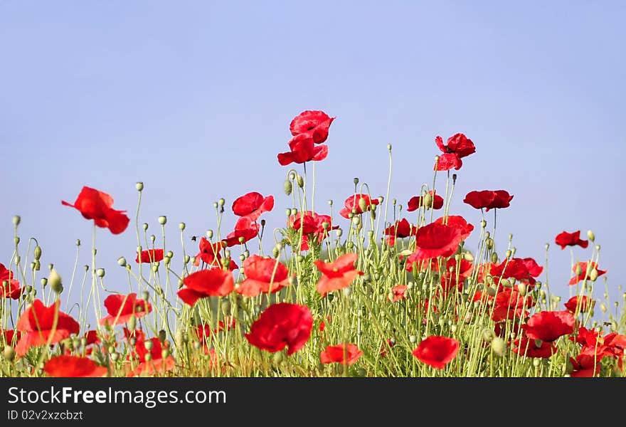 Poppies