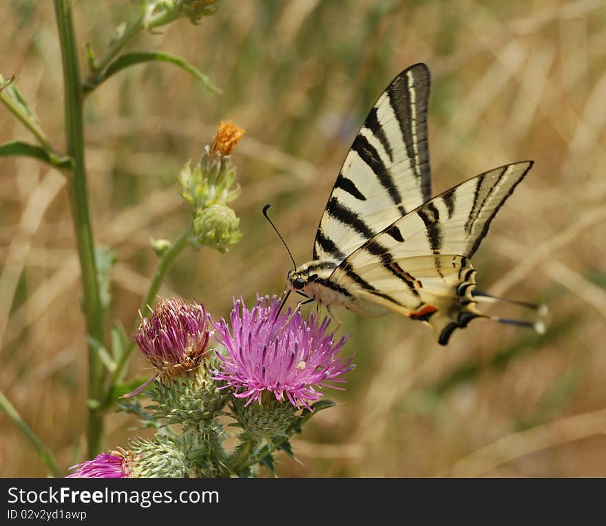 Yellow butterfly