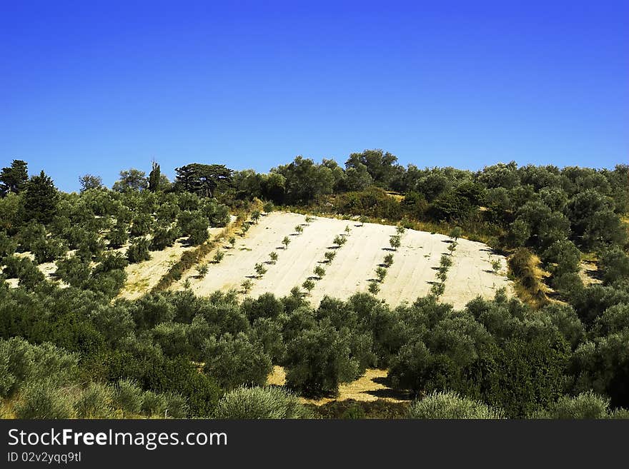 Beautiful view of the Olive plantation on the Crete