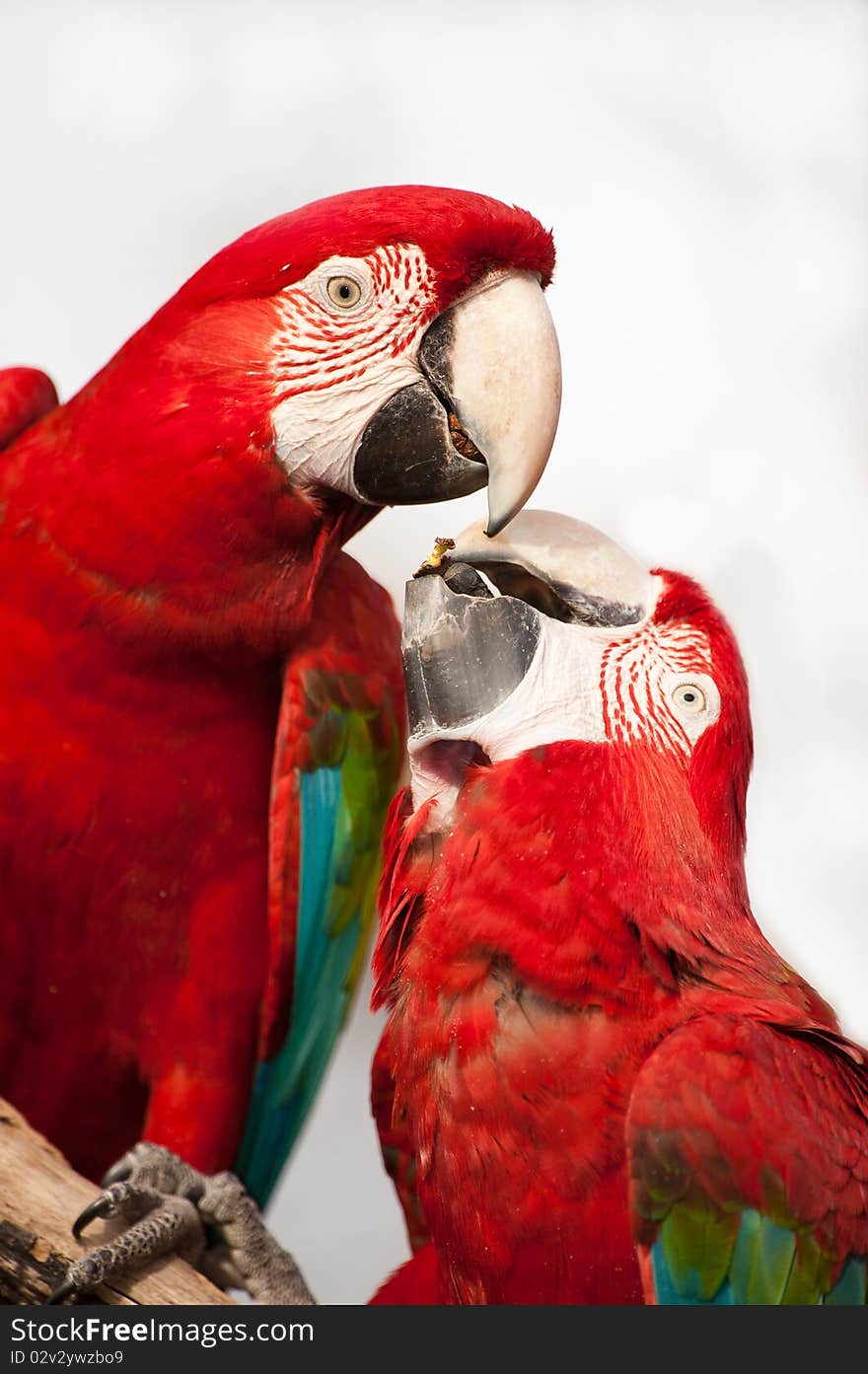 Two colorful parrots eating and looking at the camera, close up. Two colorful parrots eating and looking at the camera, close up.