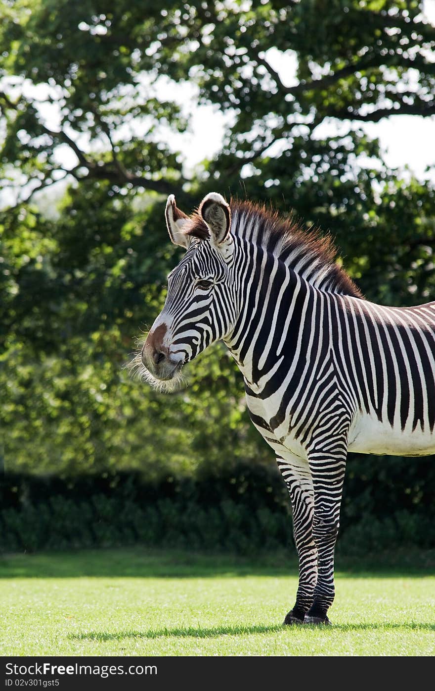 Zebra in a safari park