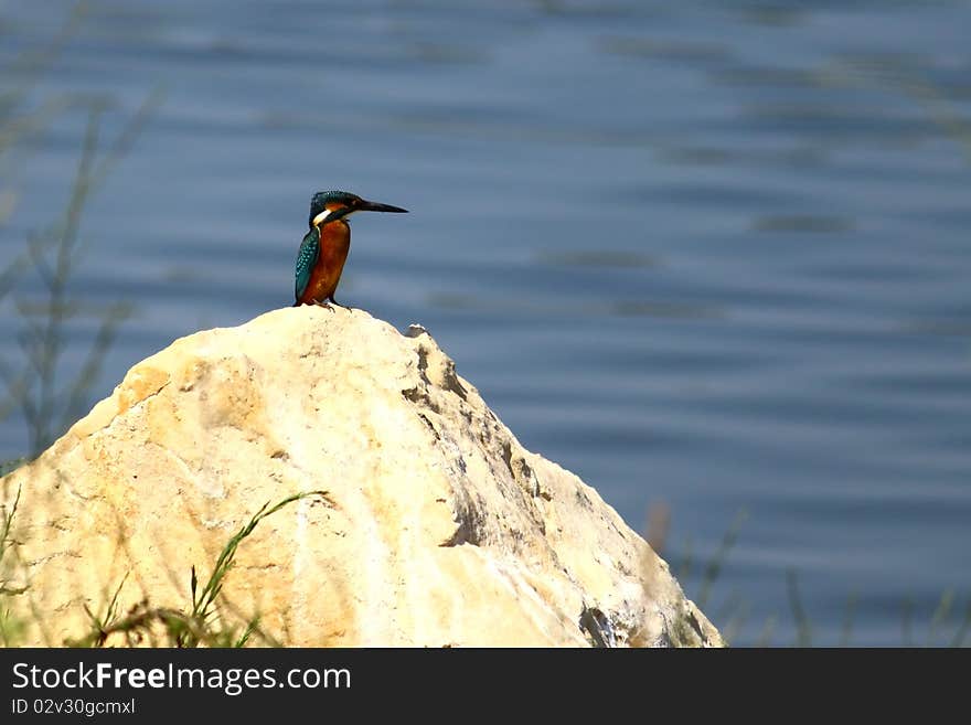 A mini kingfisher watching his territory from a bank rock. A mini kingfisher watching his territory from a bank rock.