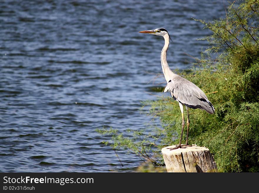 A grey heron standing on a log on a lake bank.