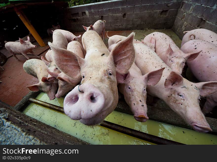 Happy pigs on pig farm