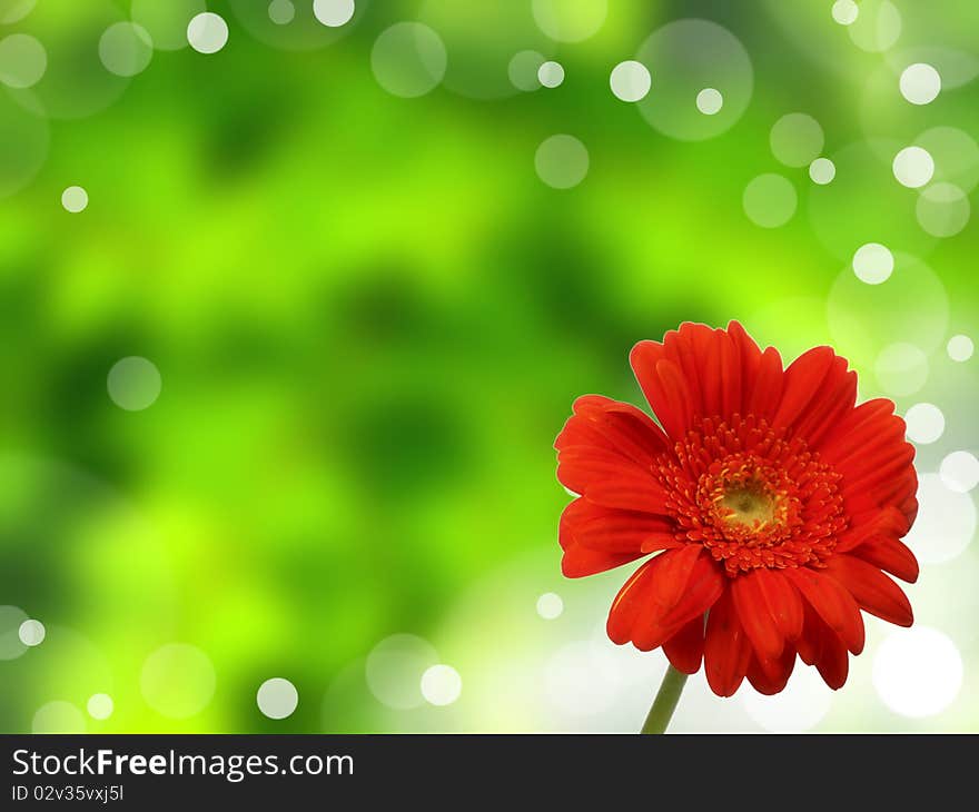 Red gerbera daisy on blur shiny backgorund