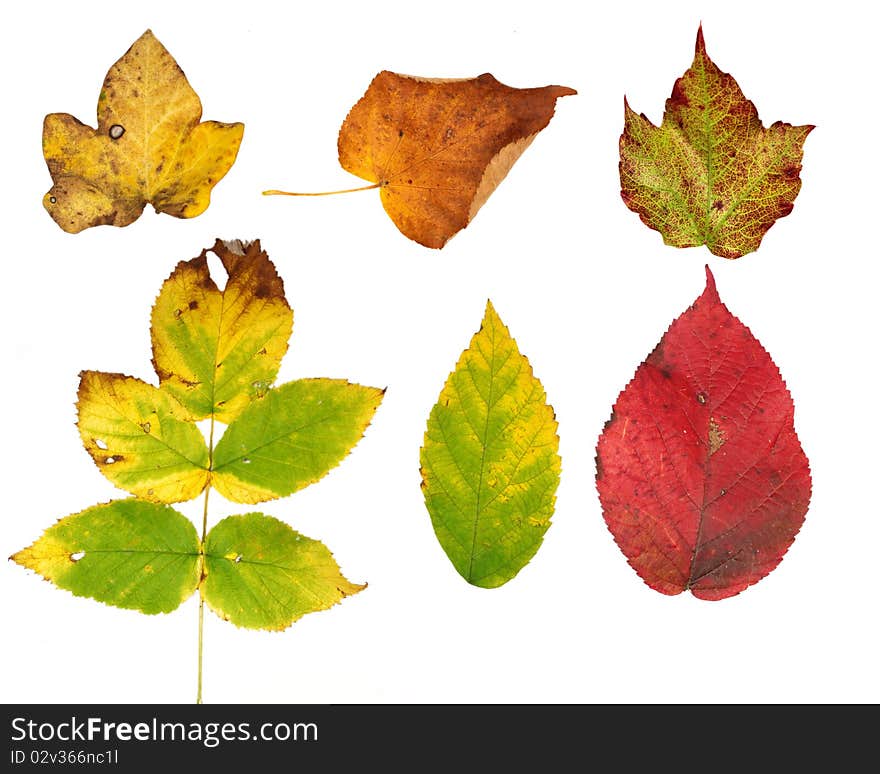 COllection of coloured autumn leaves on white background