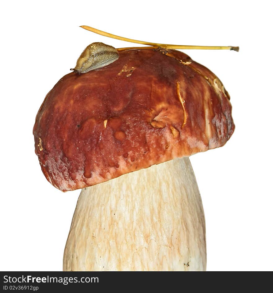 Cep and a snail on him, isolated on a white background