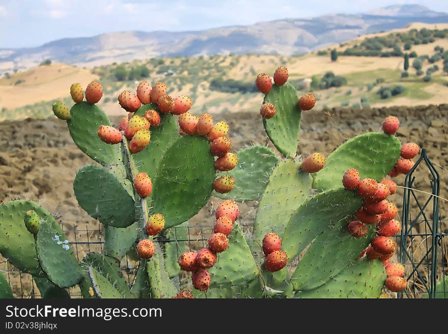 This is a photo of cactus with beatifull landscape in background. There is a spidernet on cactus. This is a photo of cactus with beatifull landscape in background. There is a spidernet on cactus.