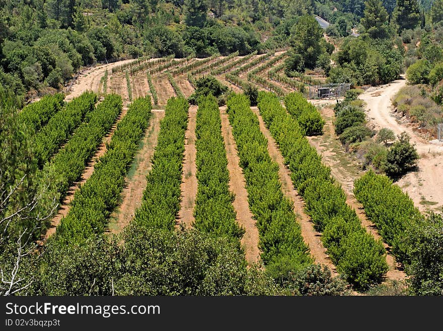 Orchard and grape vine rows in summer