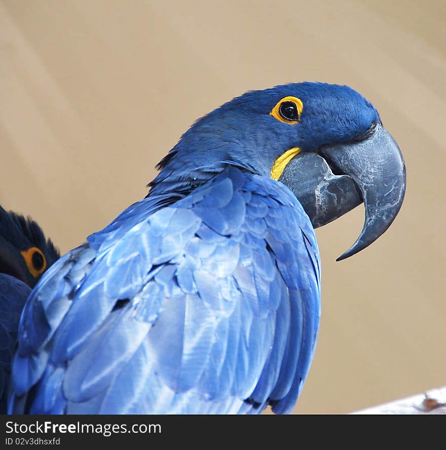 Unique parrot