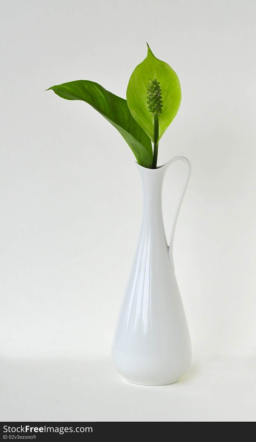 A green peace lilly in a white vase