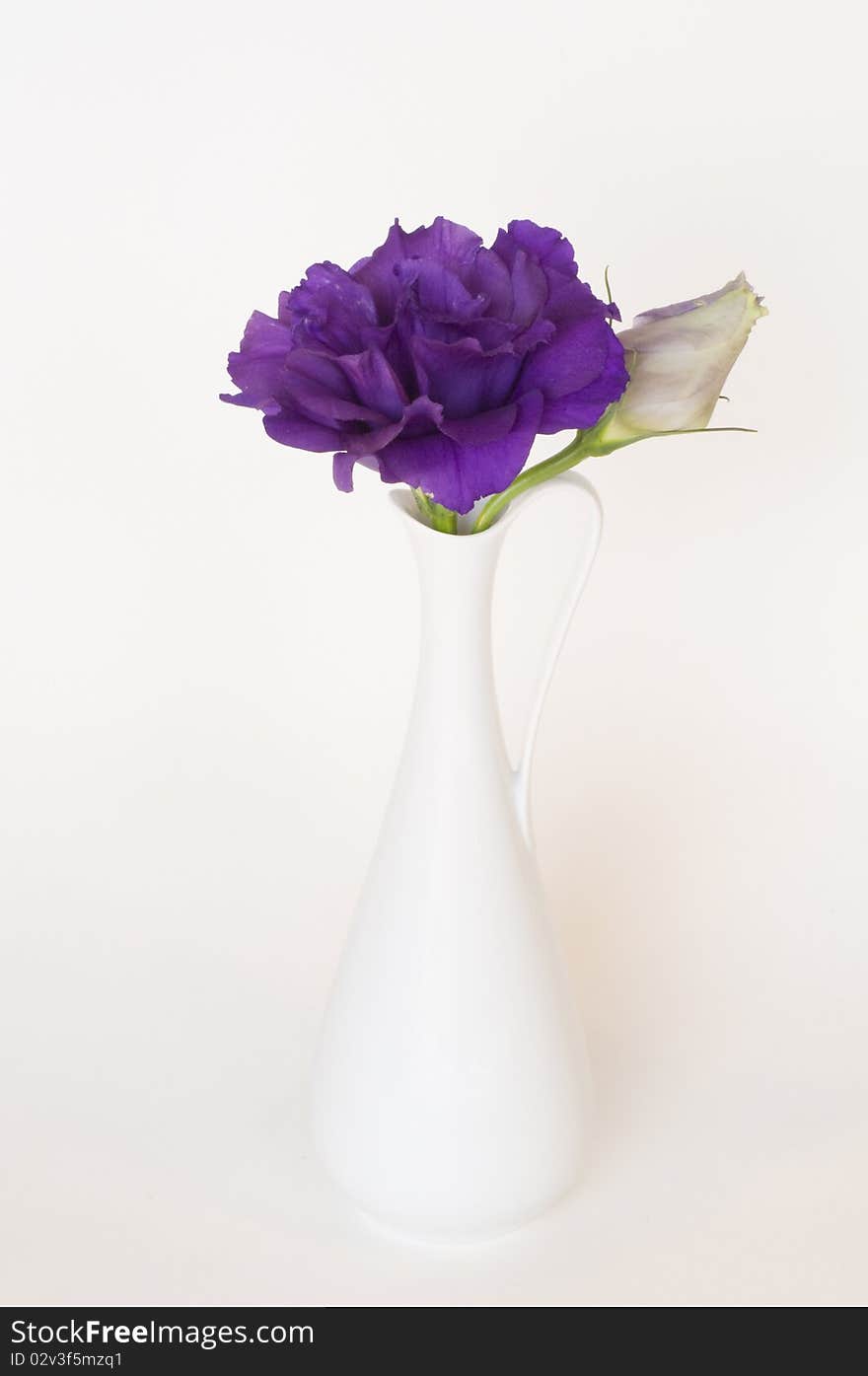 Flower and bud in a white vase on a white background.