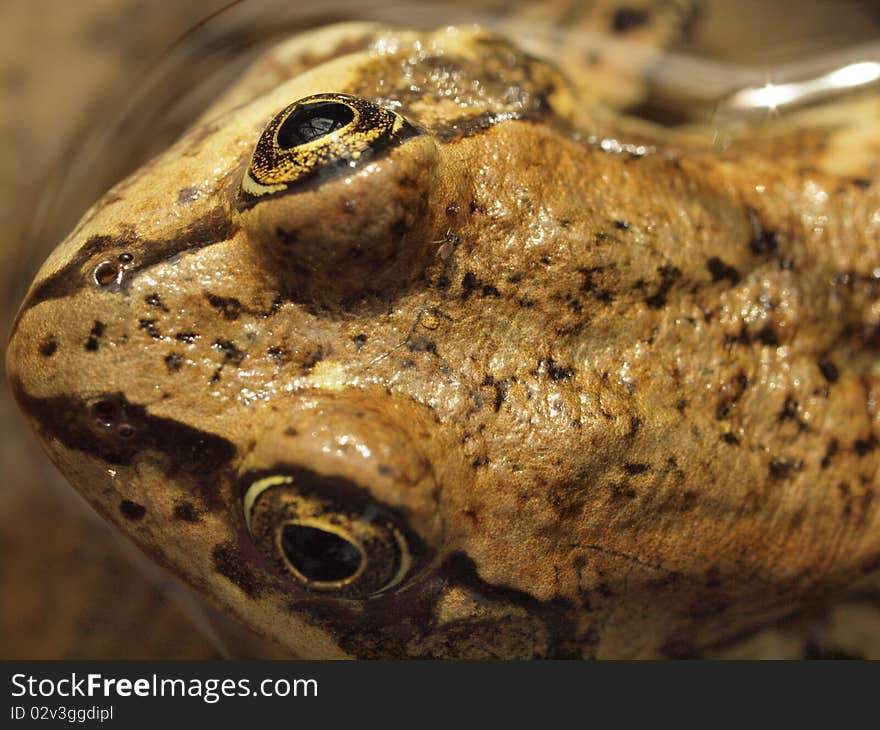 Columbia Spotted frog from above