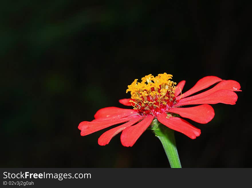 The Beautiful Red Flower.