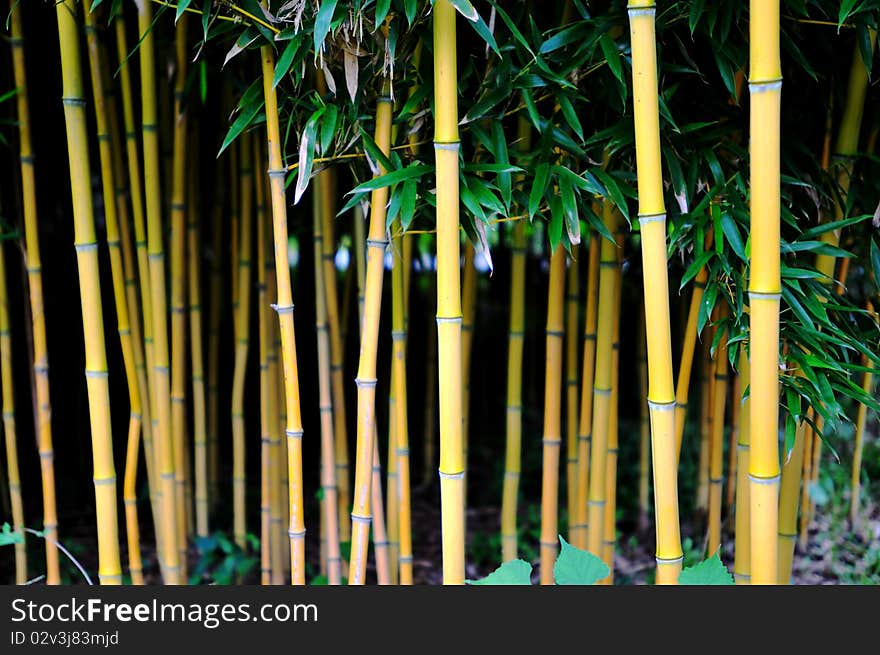 Golden bamboo in the garden. Golden bamboo in the garden.