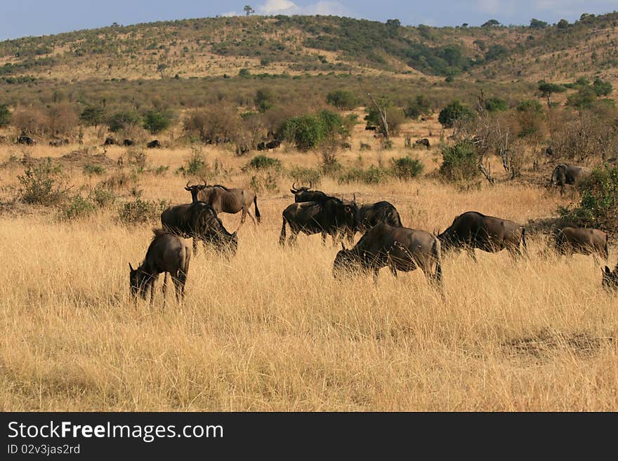 Kenya s Maasai Mara Animal Migration