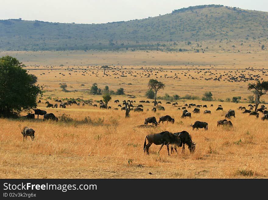 Kenya s Maasai Mara Animal Migration