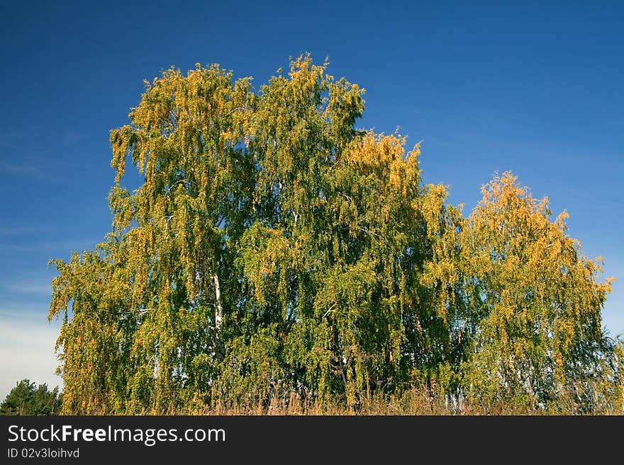 The beautiful birch with yellowed leaves. The natural background for any purpose