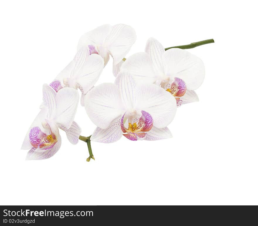 Beautiful, delicate an exotic flower on a white background. Beautiful, delicate an exotic flower on a white background.