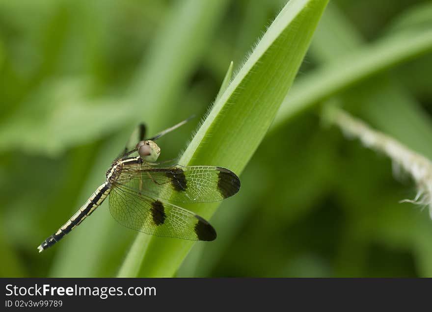 Green leaves and dragonflies.dragonfly