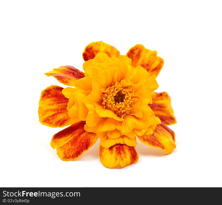 Marigold flower on a white background