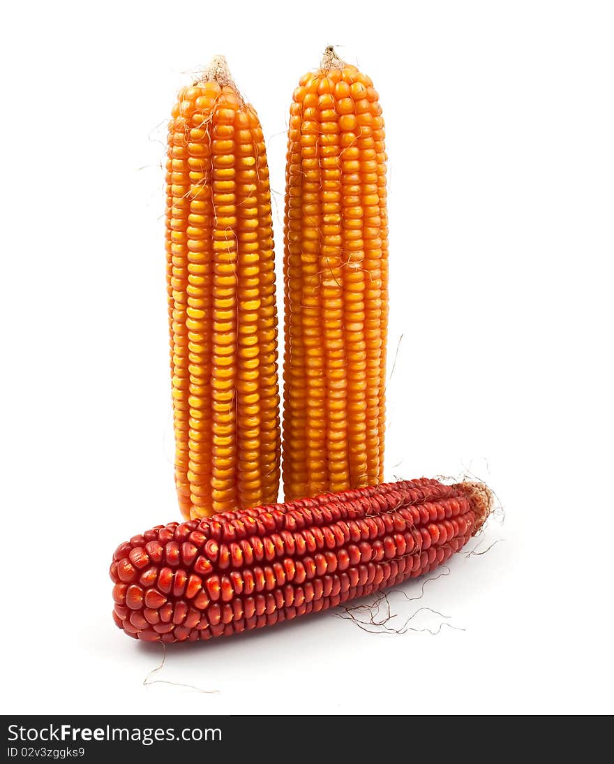 Yellow corn on a white background