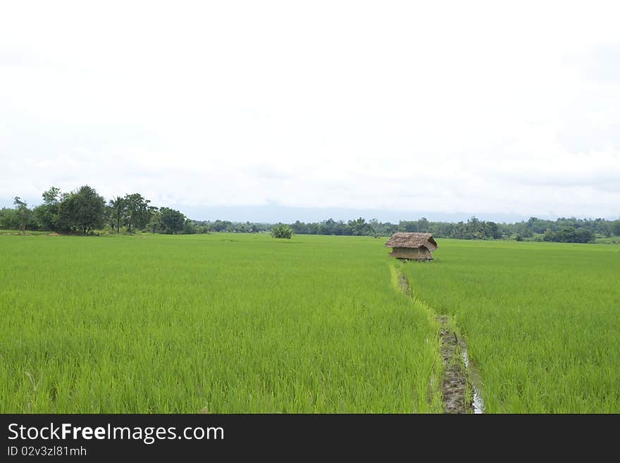 Green rice fields.