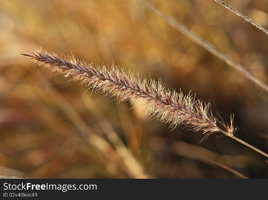 Macro image of wheat with golden background